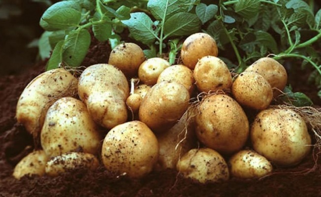 TÜK’ten patates üreticilerine duyuru: “Mağusa Soğuk Hava Deposu hizmete açıldı”