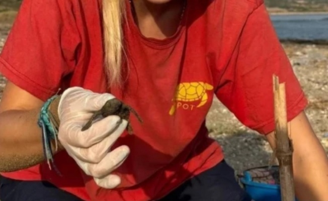 2024’ün ilk yavru kaplumbağaları Mersinlik Halk Plajı’nda bulundu
