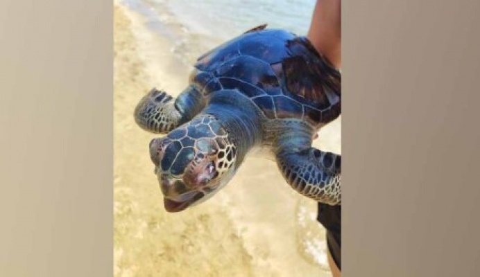 Arkın Palm Beach Plajı’nda ölü caretta caretta bulundu