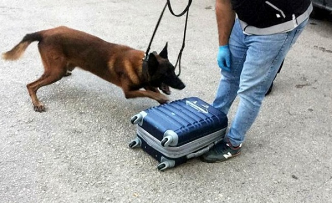 Narko köpek tepki verdi, uyuşturucuyu yakaladı