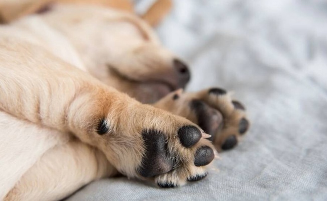 Lefkoşa'da iki köpek tüfekle vuruldu: Sokaklar katillerle, canilerle doldu!