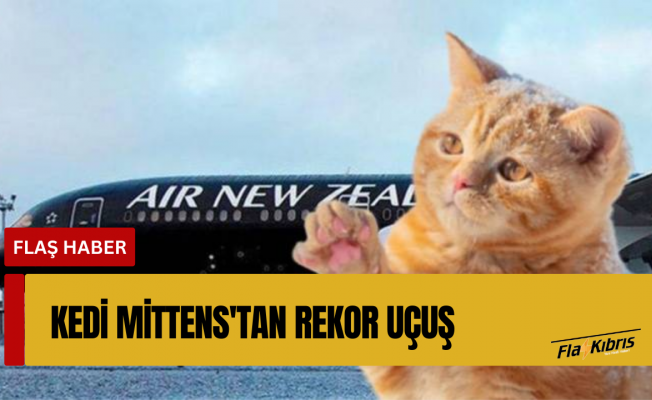 Uçakta unutulan kedi, 24 saatte 3 uçak yolculuğu yaptı