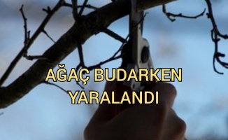 Edremit'te iş kazası... Ağaç budarken düştü!