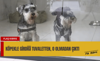 ABD’de uçağa alınmayınca köpeğini öldürdü