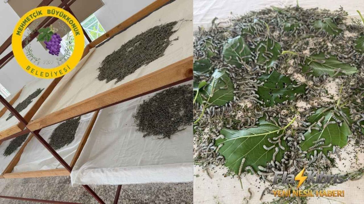 Pamuklu Sanat Atölyesi’nde İpek Böceği Üretimine Hayat Veriyoruz