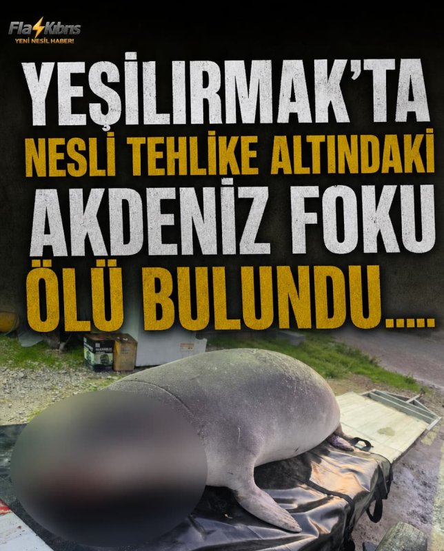 Yeşilırmak’ta nesli tehlike altındaki Akdeniz foku ölü bulundu