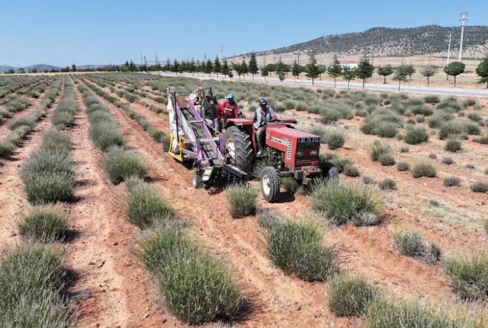 Konya Büyükşehir Desteğiyle Güneysınır’da Lavanta Hasadı Gerçekleştirildi