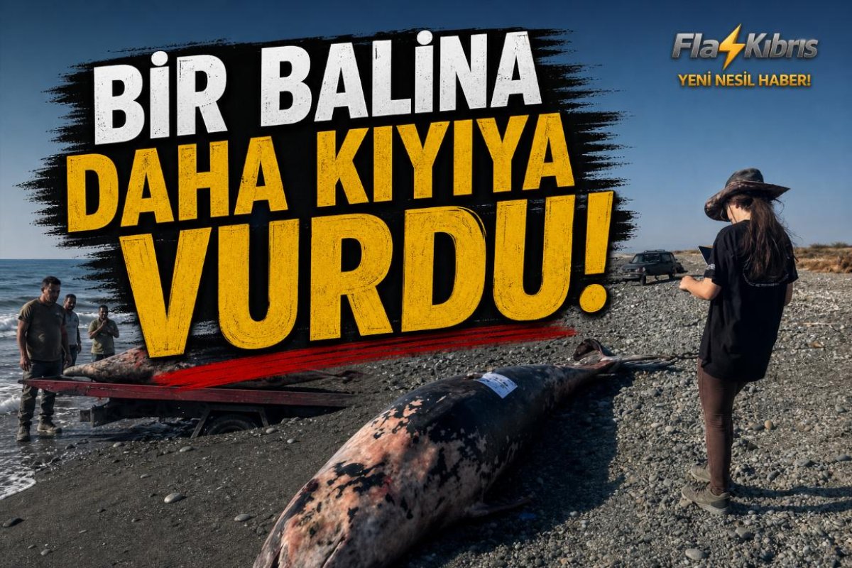 Bir balina daha kıyıya vurdu!