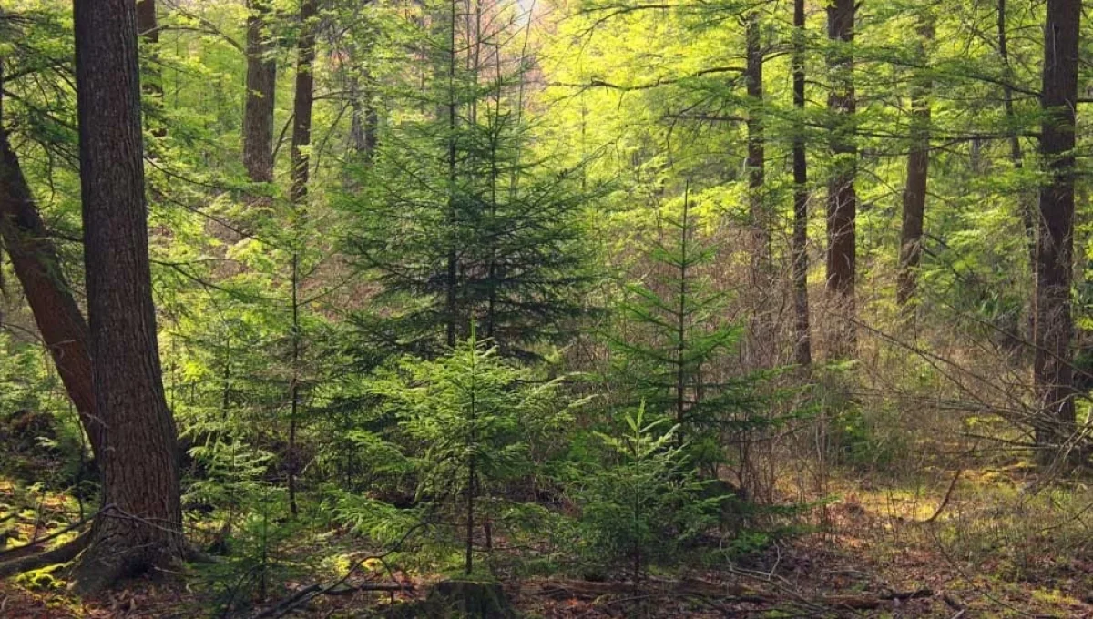 İTÜ'ye devredilecek orman arazilerine 97 örgütten sert tepki