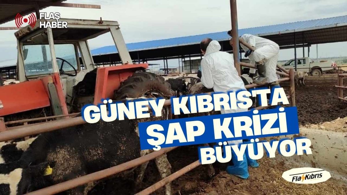 Güney Kıbrıs'ta şap krizi büyüyor: Hayvancılar itlaf edilmesin diye hayvanlarını kaçırmaya başladı